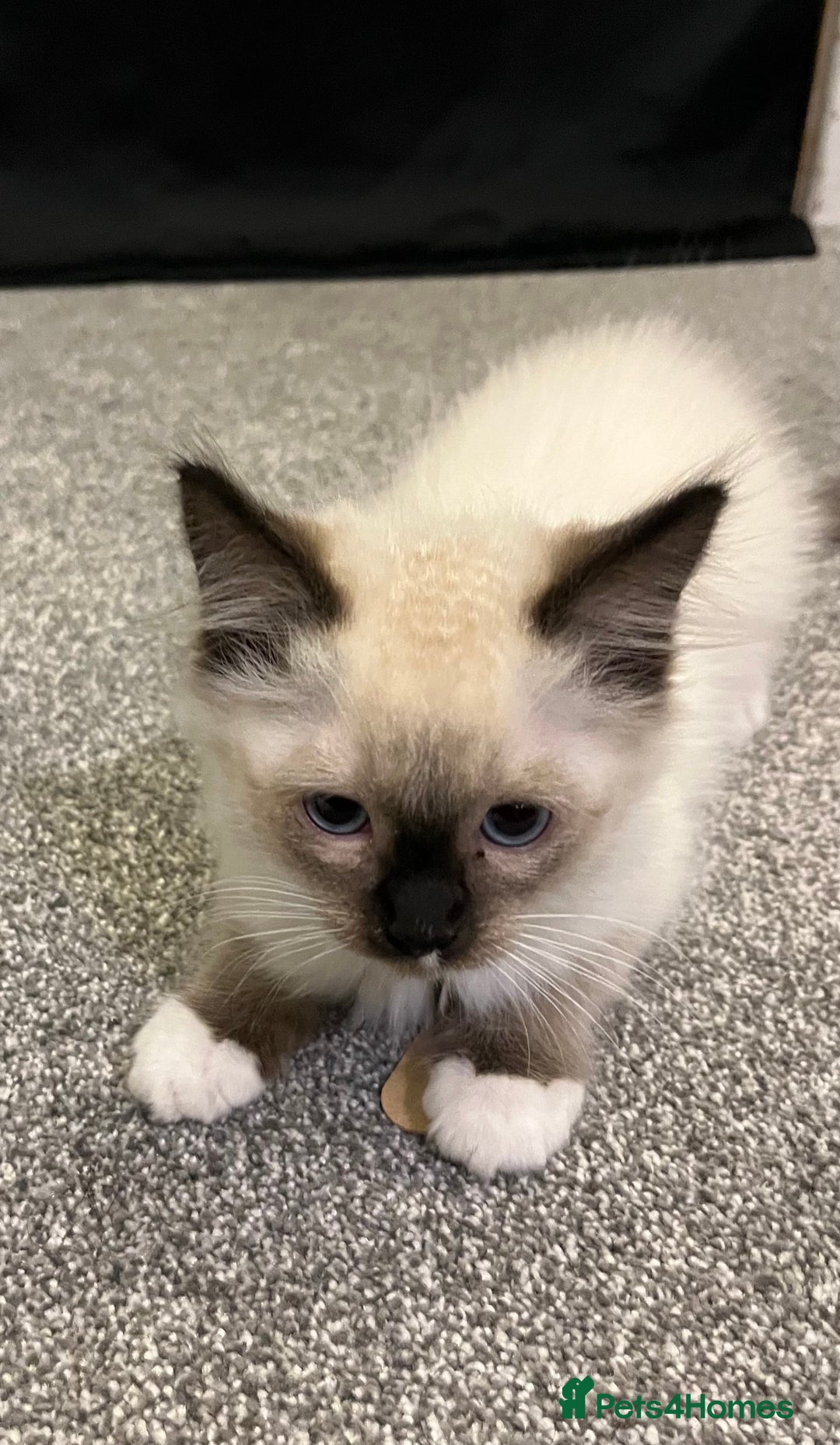 Ragdoll cats for sale: Ragdoll Kitten - Image 1