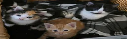 Mixed Breed cats for sale: Gorgeous kittens, 1 female ginger kitten - Advert 15