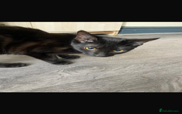 Bombay cats for sale: black cat  - Image 3