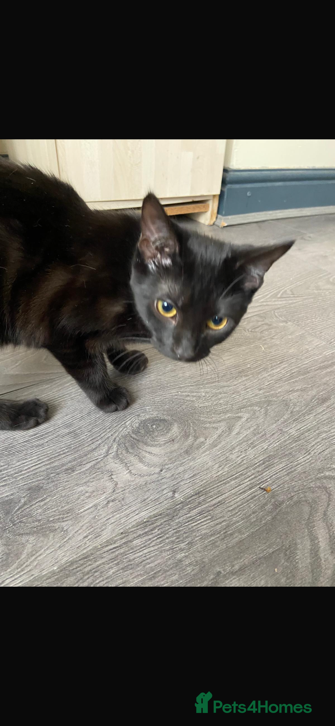 Bombay cats for sale: black cat  - Image 3