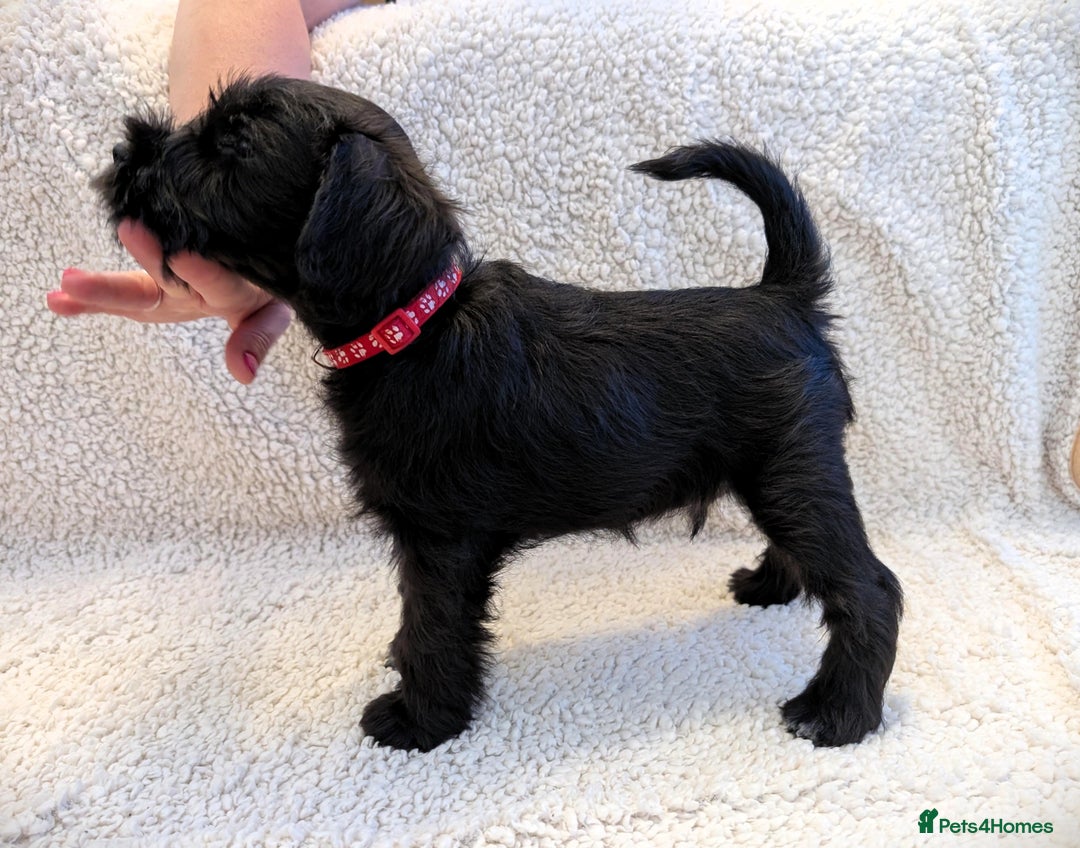 Miniature Schnauzer dogs for sale: Quality Mini Schnauzers - Image 2