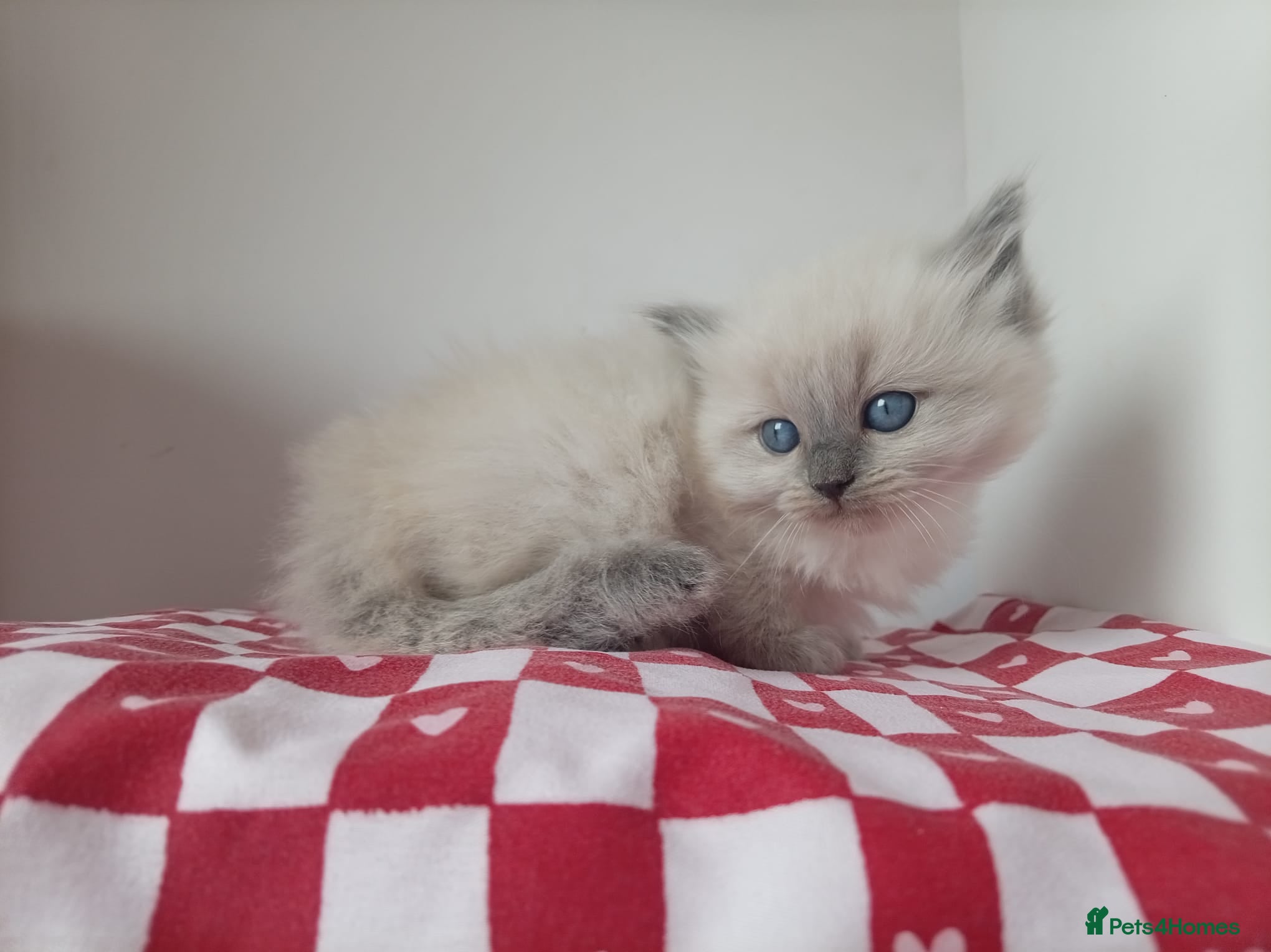 Ragdoll cats Champion bred Ragdoll kittens  - Advert 5