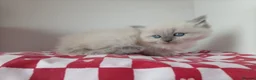 Ragdoll cats for sale: Champion bred Ragdoll kittens  - Advert 1