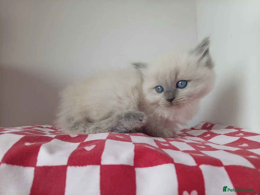 Ragdoll cats for sale: Champion bred Ragdoll kittens  - Advert 1