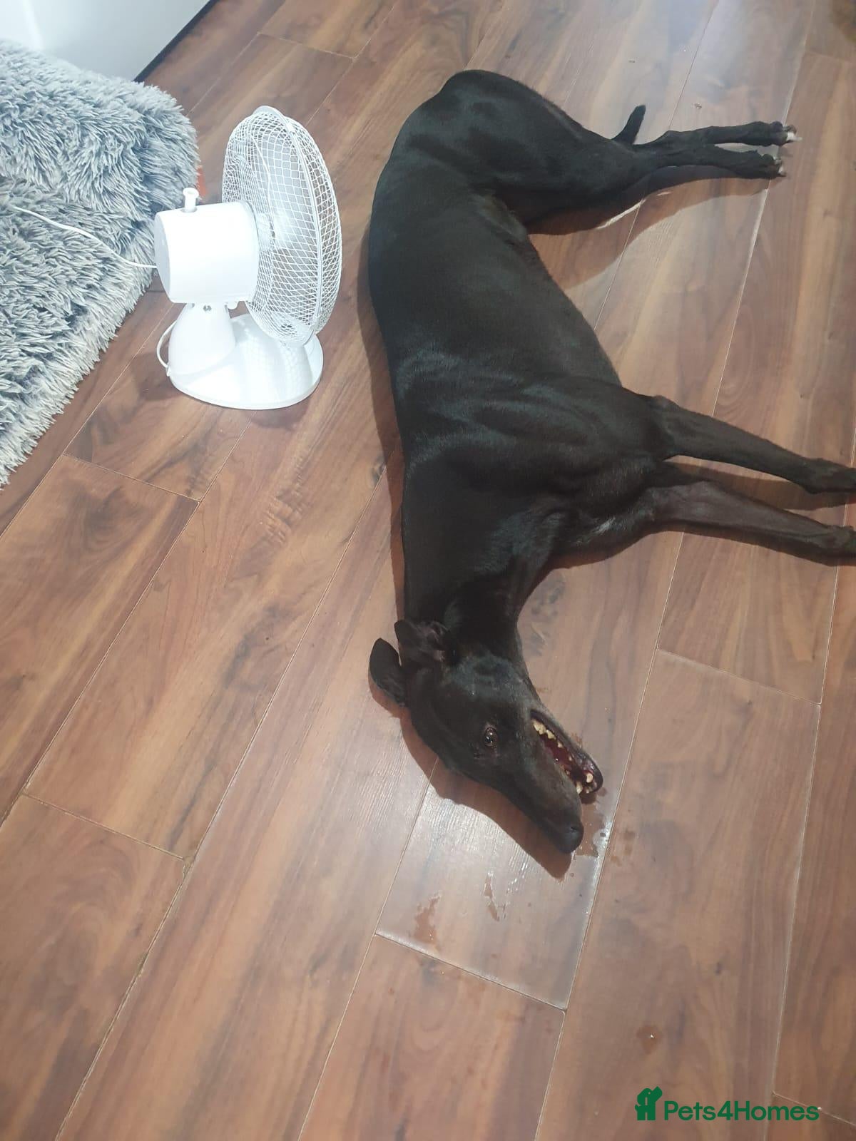 Greyhound dogs Mimi and Trigger -to a loving home - Advert 1