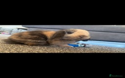 Mini Lop rabbits for sale: Female Mini Lop  - Image 3