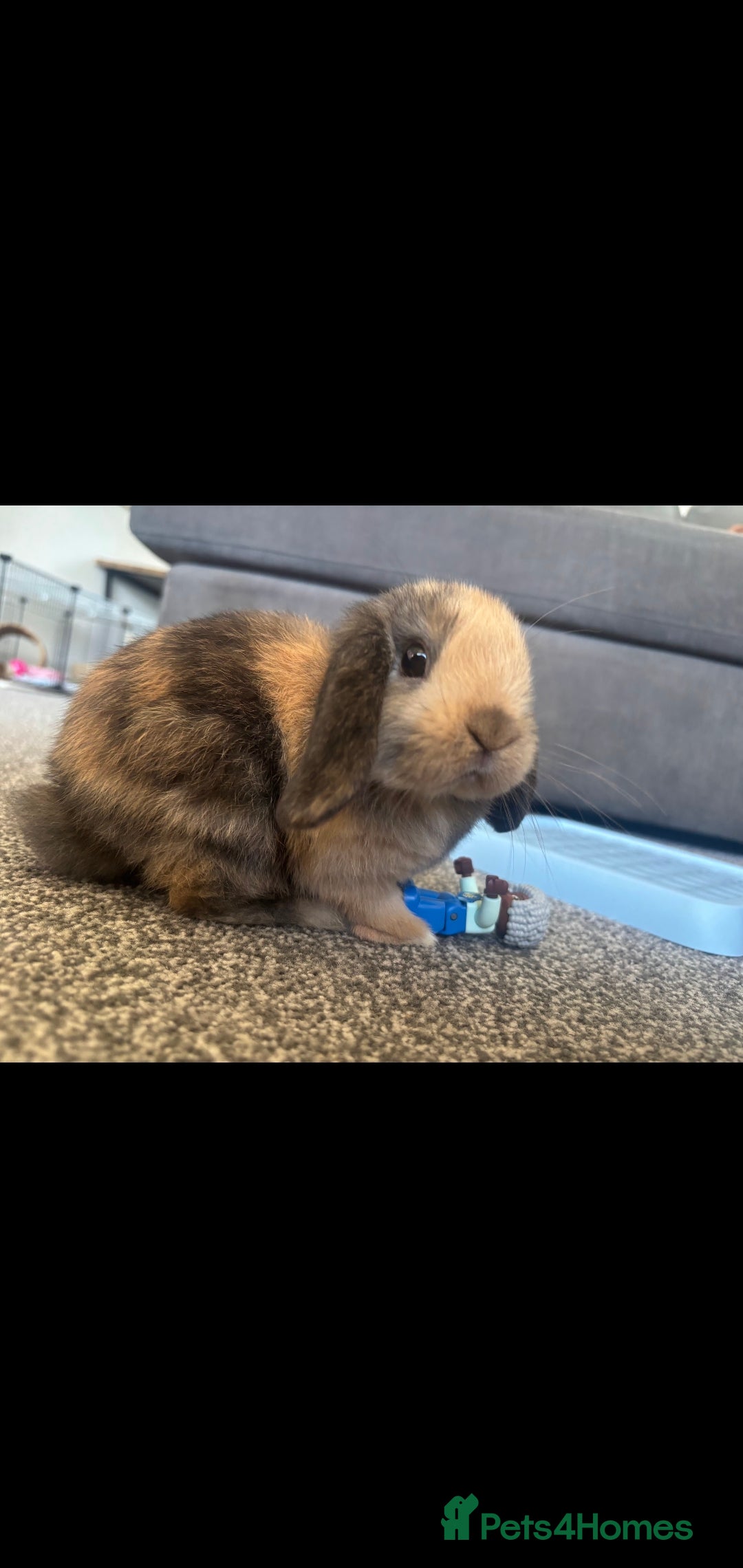 Mini Lop rabbits for sale: Female Mini Lop  - Image 3