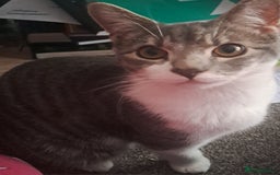 Mixed Breed cats for sale: 7 month old male kitten - Image 1