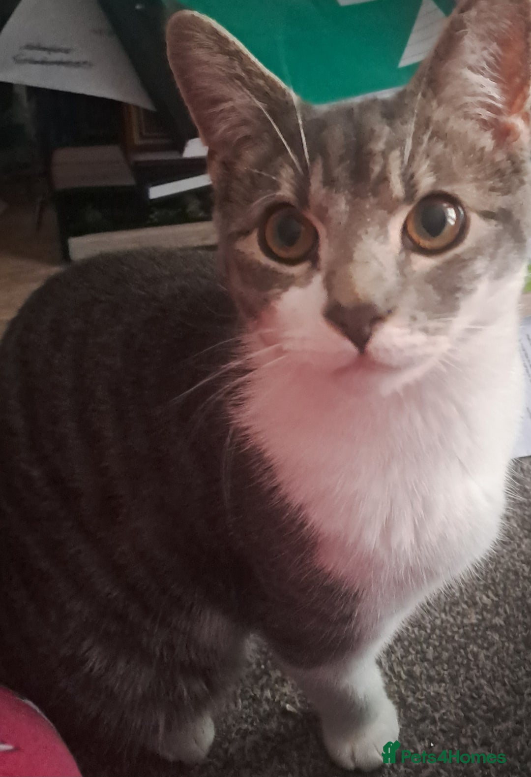 Mixed Breed cats for sale: 7 month old male kitten - Image 1