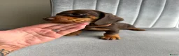 Miniature Dachshund dogs for sale: KC Reg Miniature Chocolate & Tan Dachshunds - Advert 5