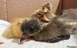 Ducks poultry for sale: 3 runner ducklings ducks Indian runner  - Image 1