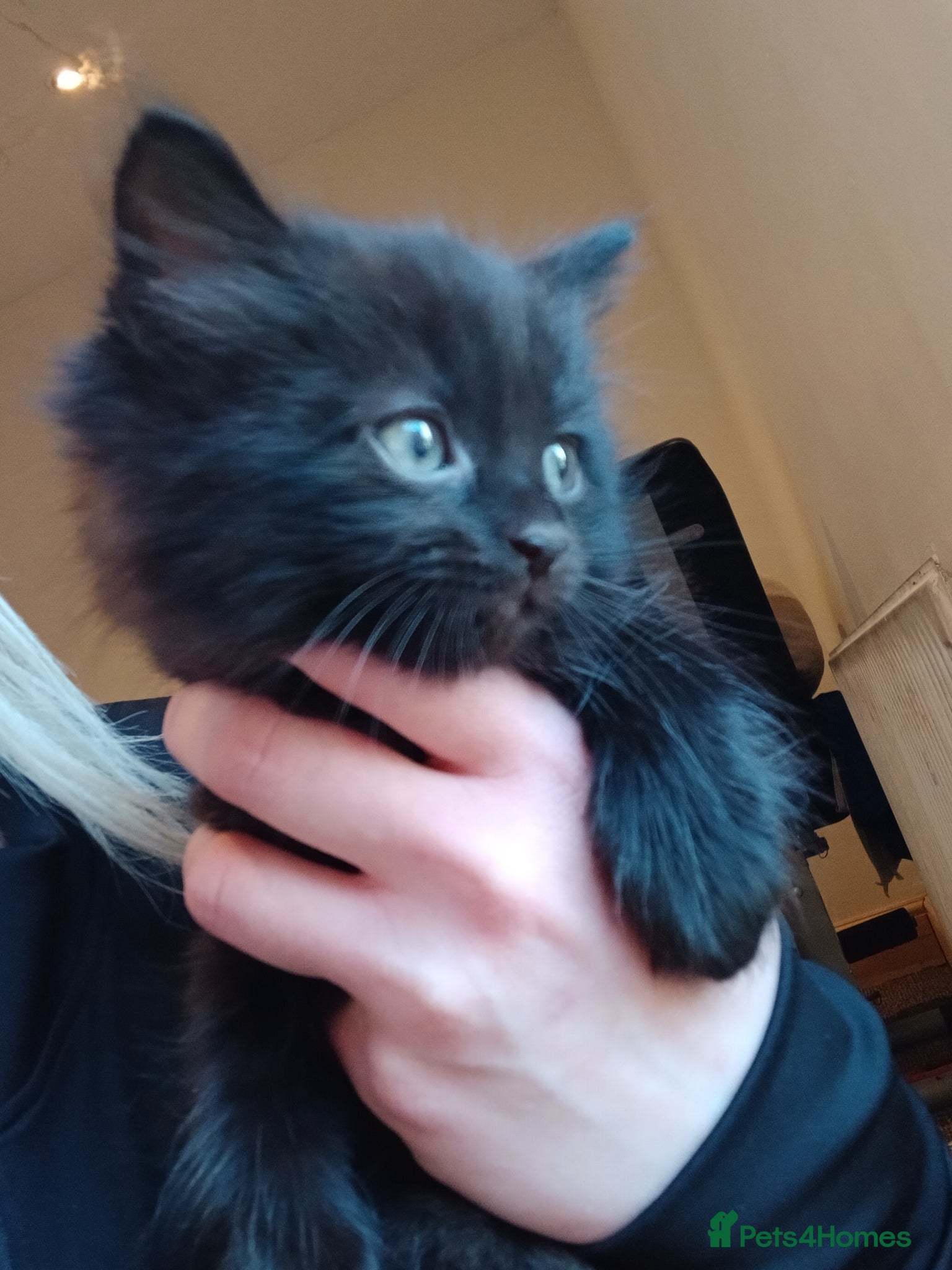 British Shorthair cats Beautiful British Shorthair Kittens  - Advert 1