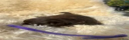 Shih Tzu dogs for sale: Imperial Shihtzu Chocolates - Advert 6