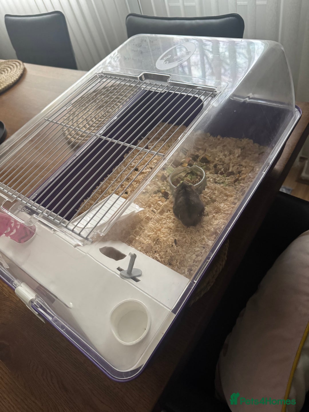 Hamster rodents for sale: Free  - Advert 3