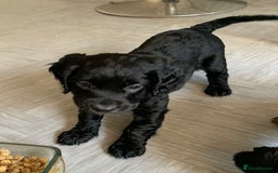 Cocker Spaniel dogs for sale: Cocker Spaniel pups for sale  - Image 13