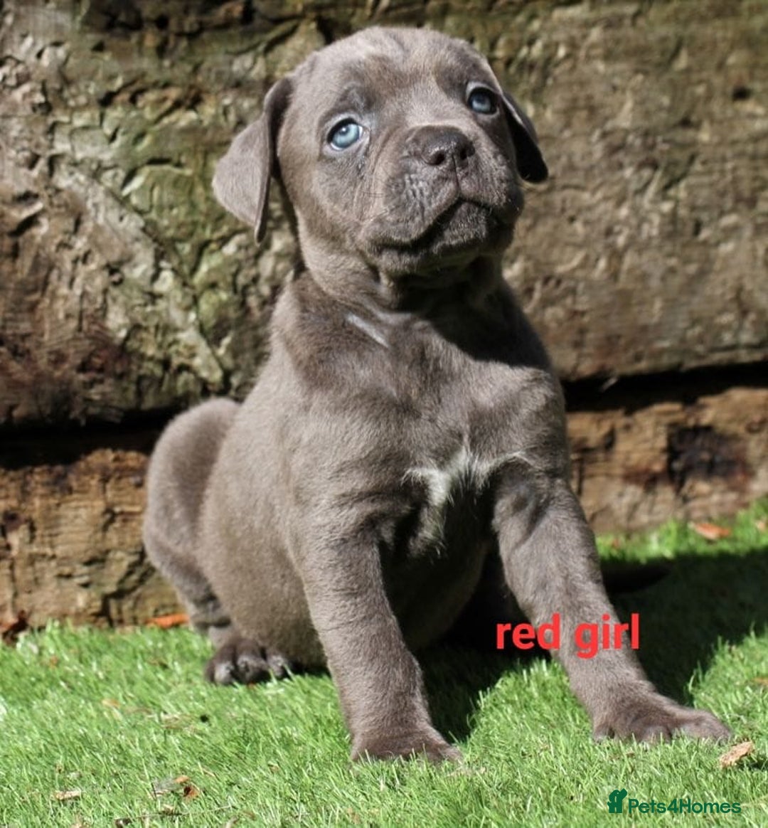 Cane Corso dogs for sale: Cane corso puppies ready to leave now - Image 8