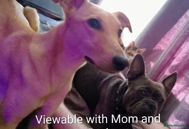 Mixed Breed dogs Mother and Daughter toloving family home - Advert 1