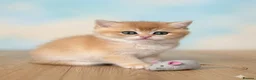 British Shorthair cats for sale: 🌟Adorable Golden Pure BSH kittens 🌟 - Advert 28