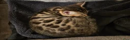 Bengal cats for sale: Adorable Bengal Cross Kittens for Sale - Advert 14