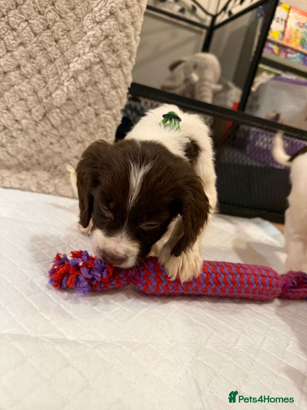 Cocker Spaniel dogs for sale: Cocker spaniel puppies ready for forever home - Advert 18