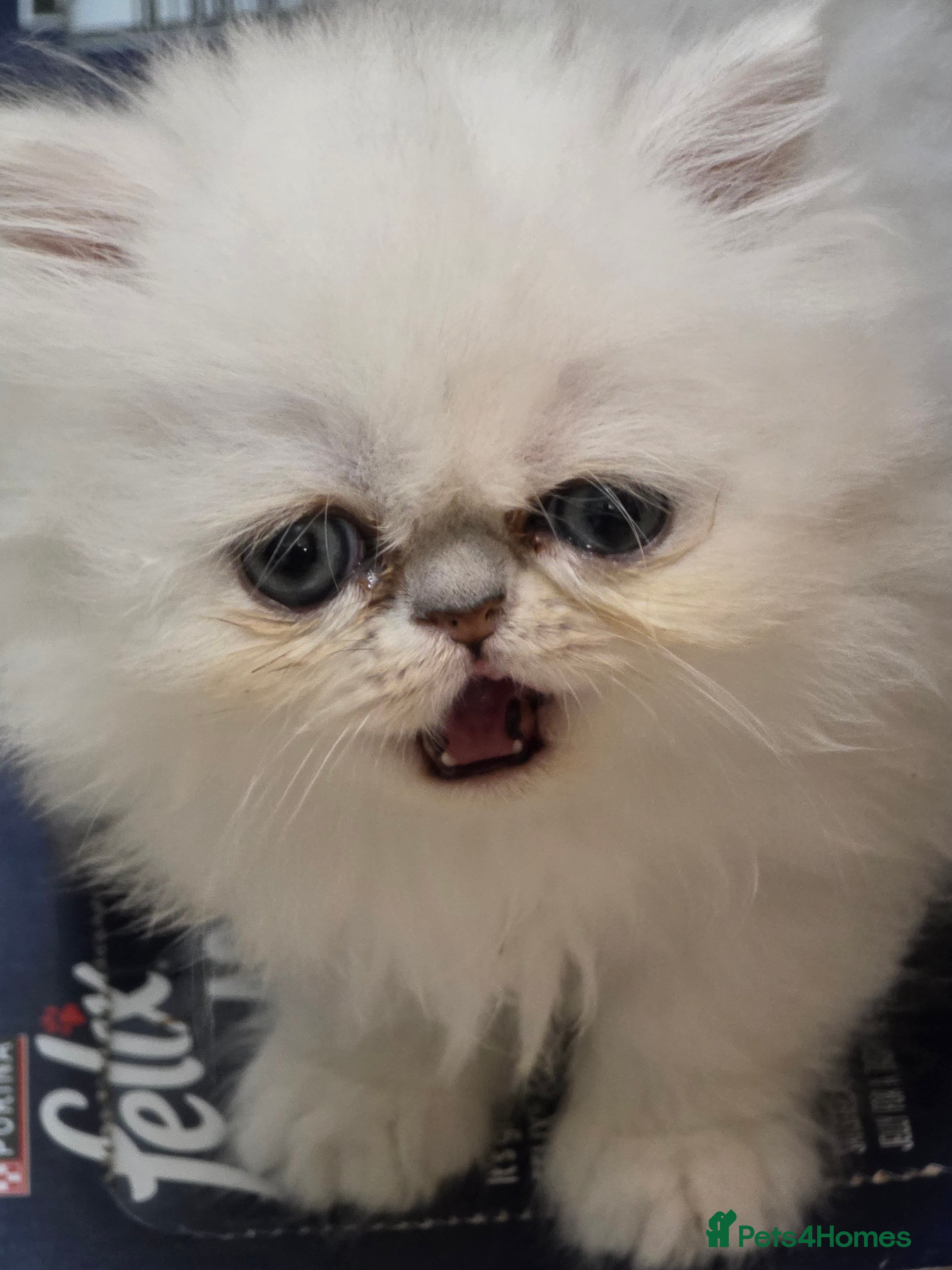 Persian cats Pedigree Chinchilla Persian  - Advert 3