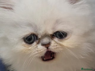 Persian cats Pedigree Chinchilla Persian - Advert 3