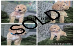 Labradoodle dogs for sale: REDUCED Labradoodle muti gen f1bb - Image 8