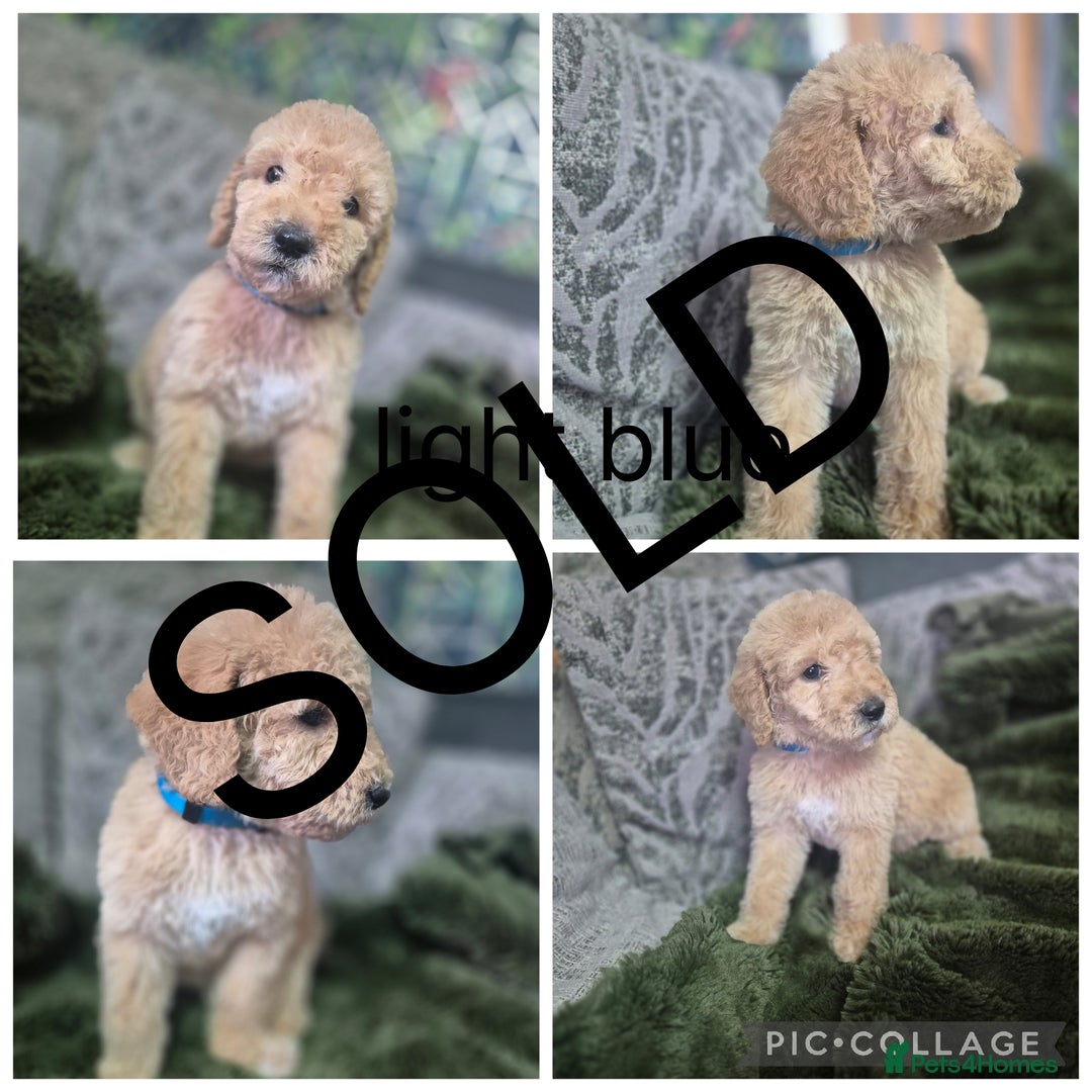 Labradoodle dogs for sale: REDUCED Labradoodle muti gen f1bb - Image 8