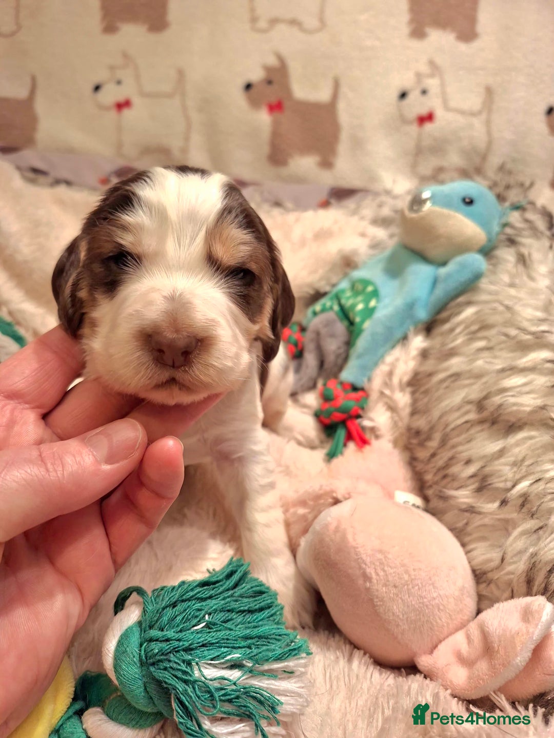 Cocker Spaniel dogs for sale: KC Registered Stunning Show tipe cocker spaniel  - Advert 7