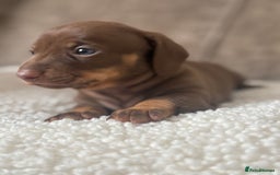 Dachshund dogs for sale: 🌭🌭🌭🌭🌭🌭🌭little dachshunds🌭🌭🌭🌭🌭  - Image 28