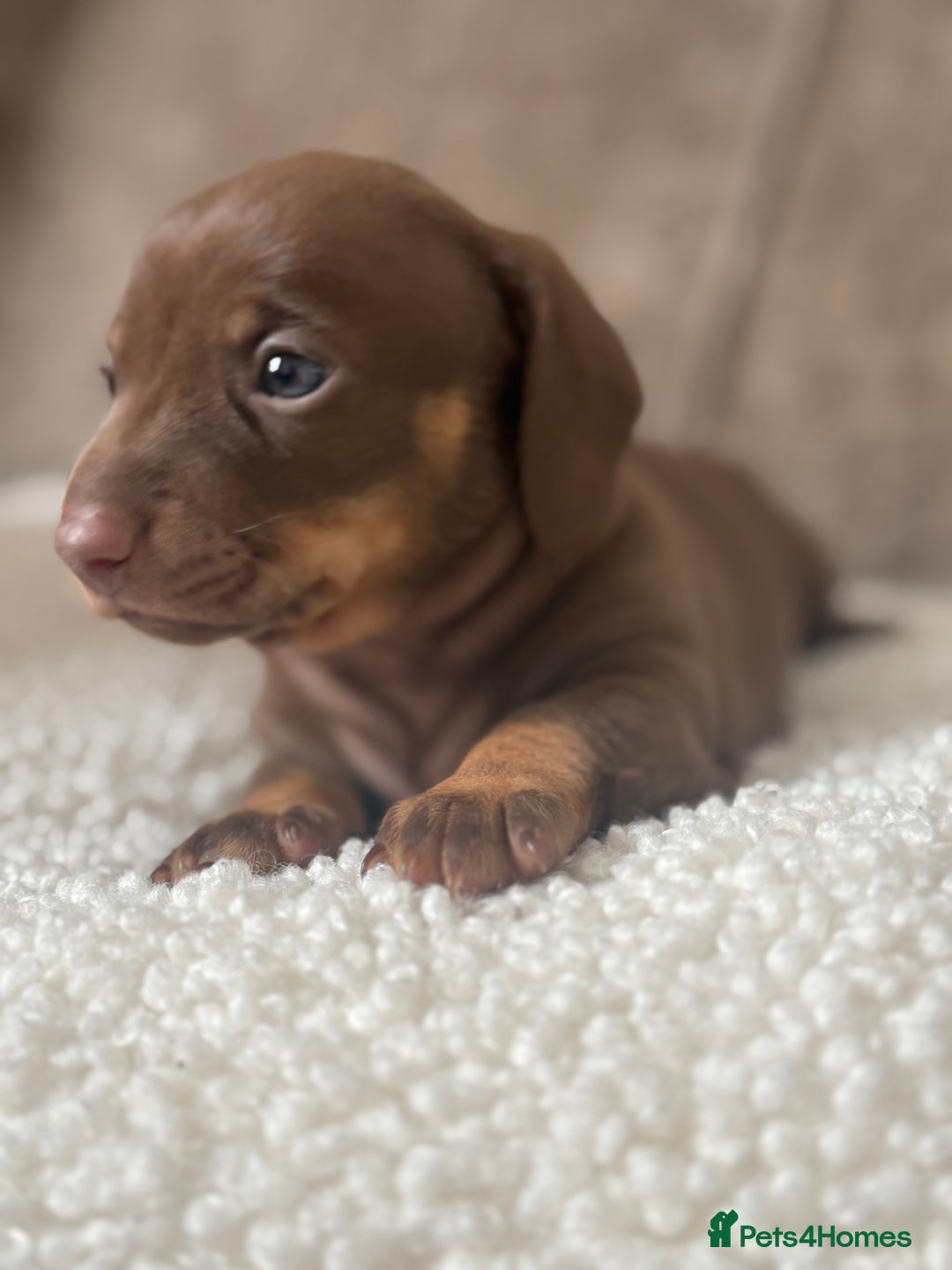Dachshund dogs for sale: 🌭🌭🌭🌭🌭🌭🌭little dachshunds🌭🌭🌭🌭🌭  - Image 28