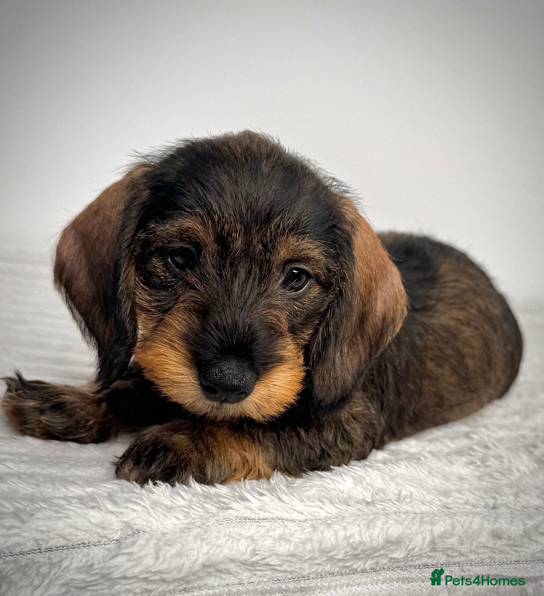 Miniature Dachshund dogs for sale: KC Reg Wire Haired Miniature Dachshund Puppies  - Advert 20