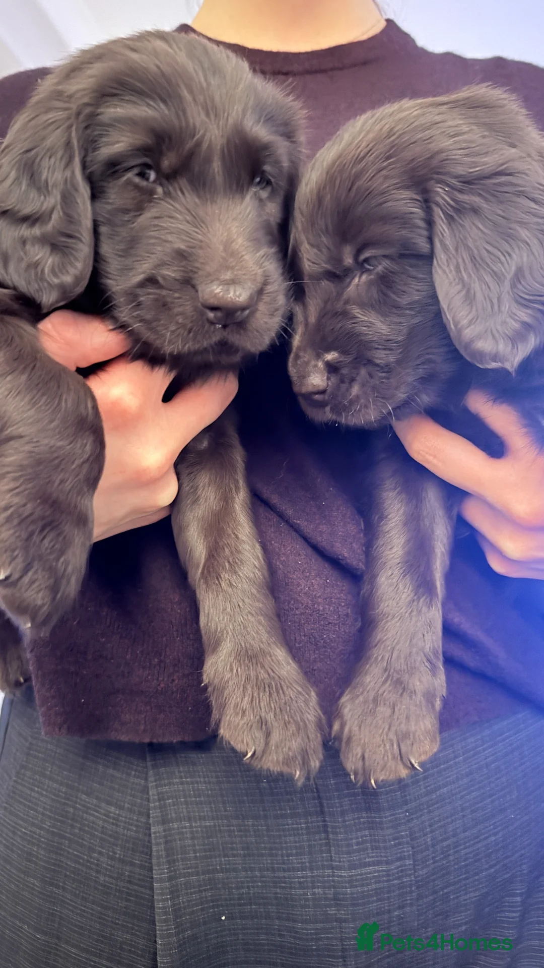 Flat coated Retriever dogs for sale: Beautiful Flat Coated Retriever Puppies  - Advert 1