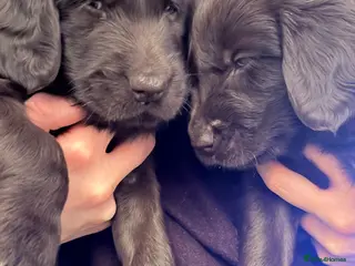 Flat coated Retriever dogs Beautiful Flat Coated Retriever Puppies - Advert 4