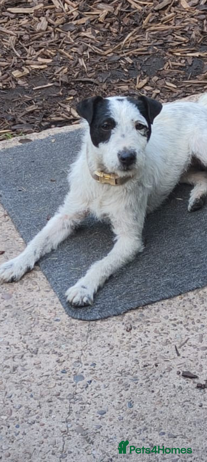 Jack Russell dogs Jack Russel bitch 10 months old  - Advert 1