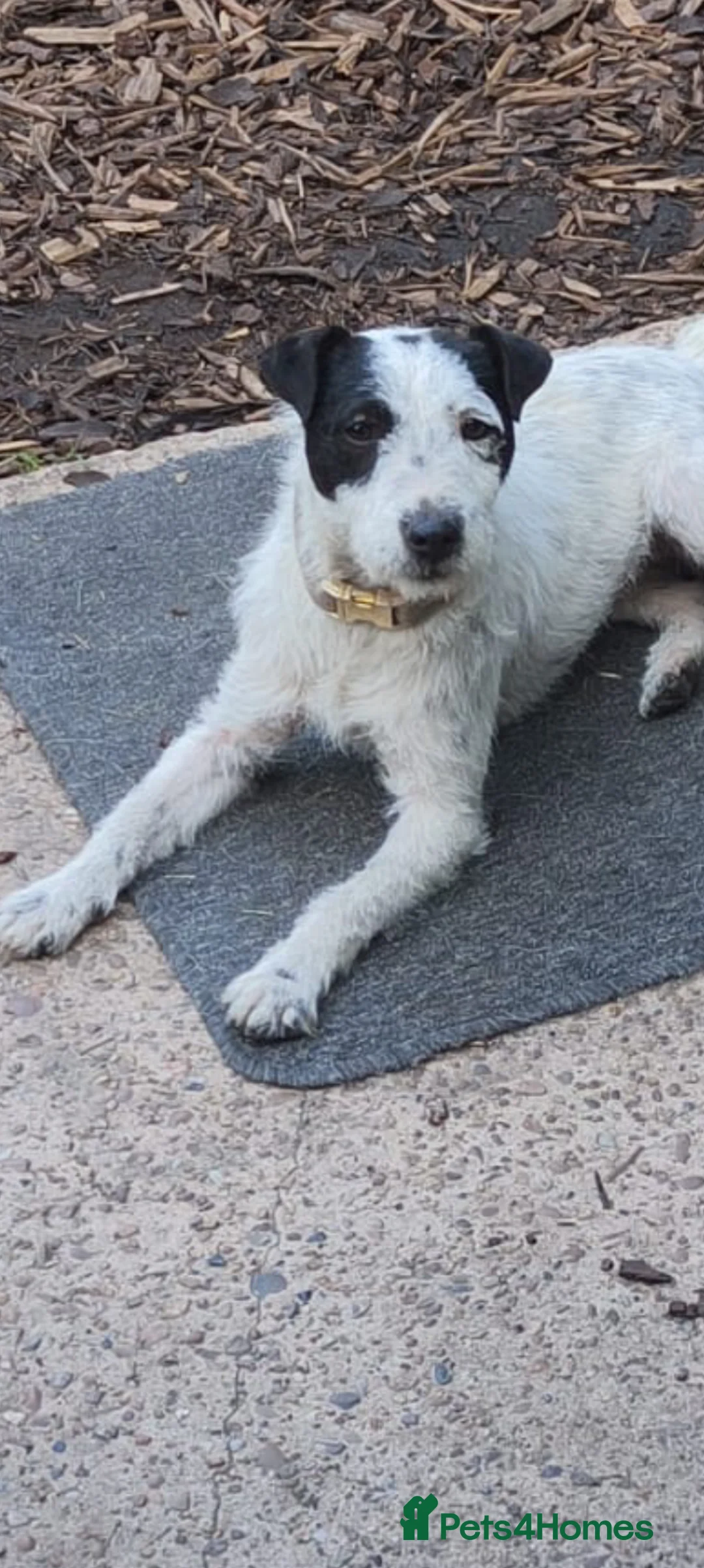 Jack Russell dogs for sale: Jack Russel bitch 10 months old  - Advert 1