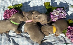 Miniature Dachshund dogs for sale: Miniature Dachshund (Isabella Tan line) - Image 3