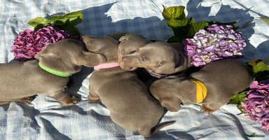 Miniature Dachshund dogs - Advert 13