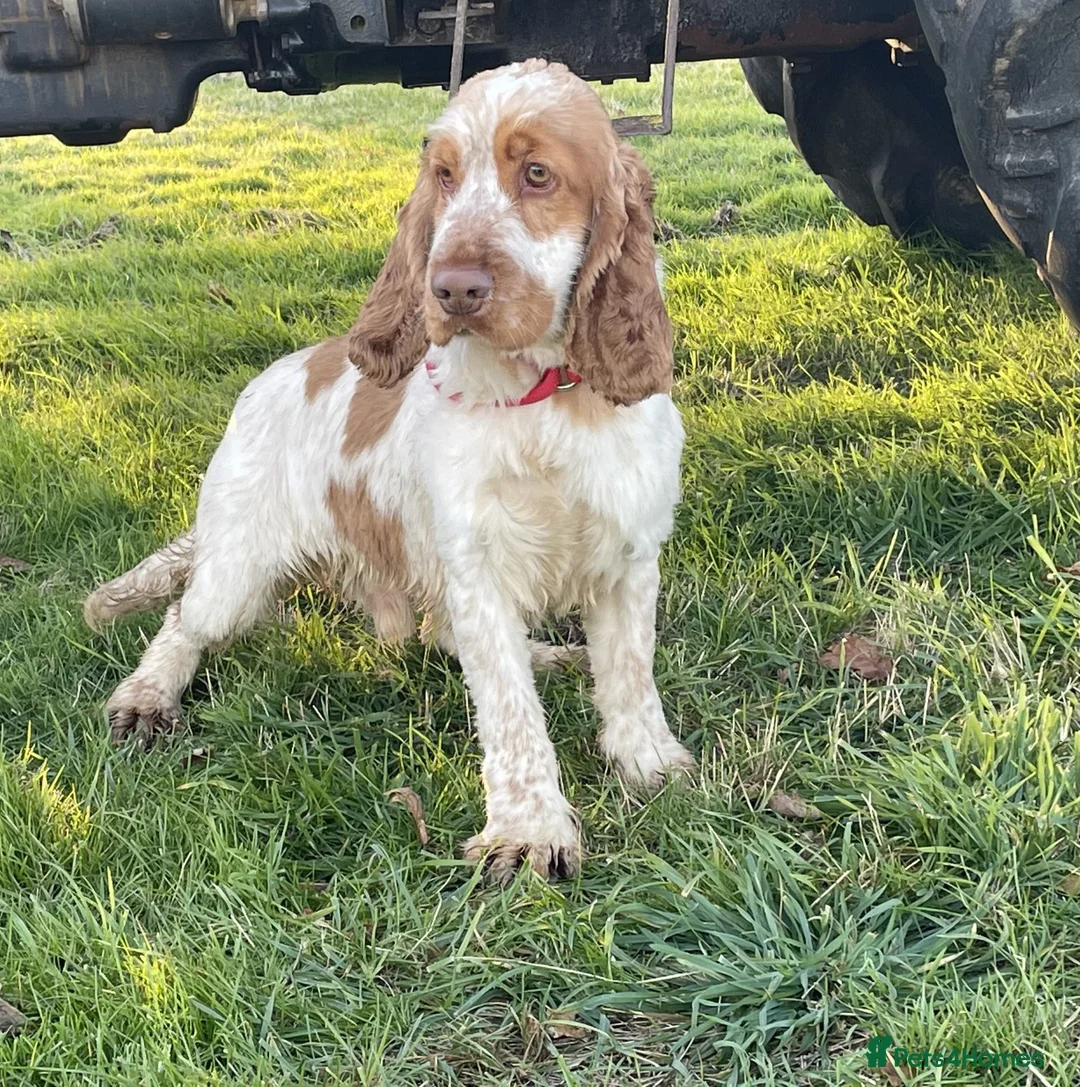 Cocker Spaniel dogs for sale: 🐶 Handsome Cocker spaniel 🐶 - Advert 2