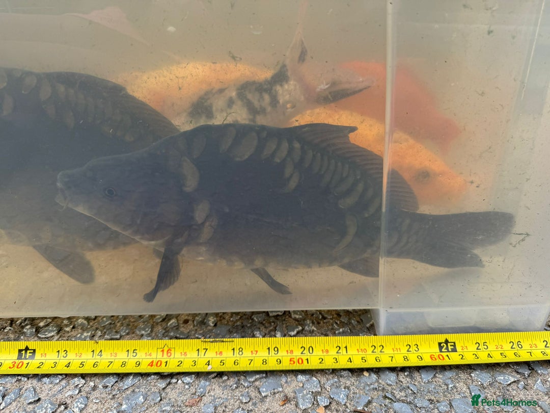 Koi Carp fish for sale: Koi for Sale - Image 19