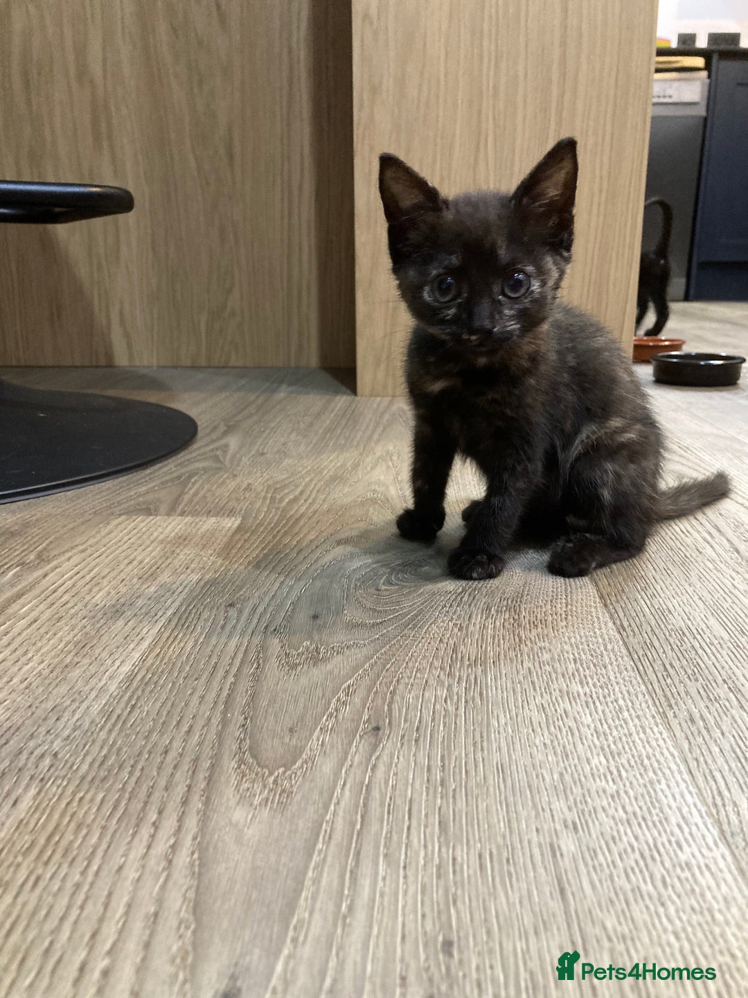 Mixed Breed cats for sale: Semi Longhaired Kittens - Image 22