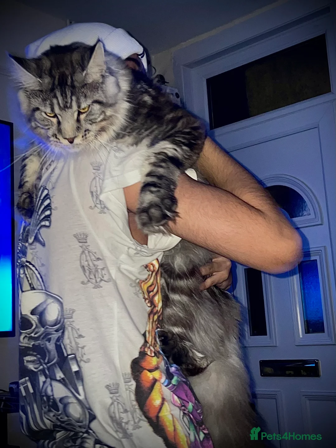 Maine Coon cats for sale: Giant Russian Mainecoons Kittens - Advert 11