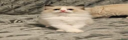 Ragdoll cats for sale: Stunning Ragdoll kittens 😸  - Advert 23