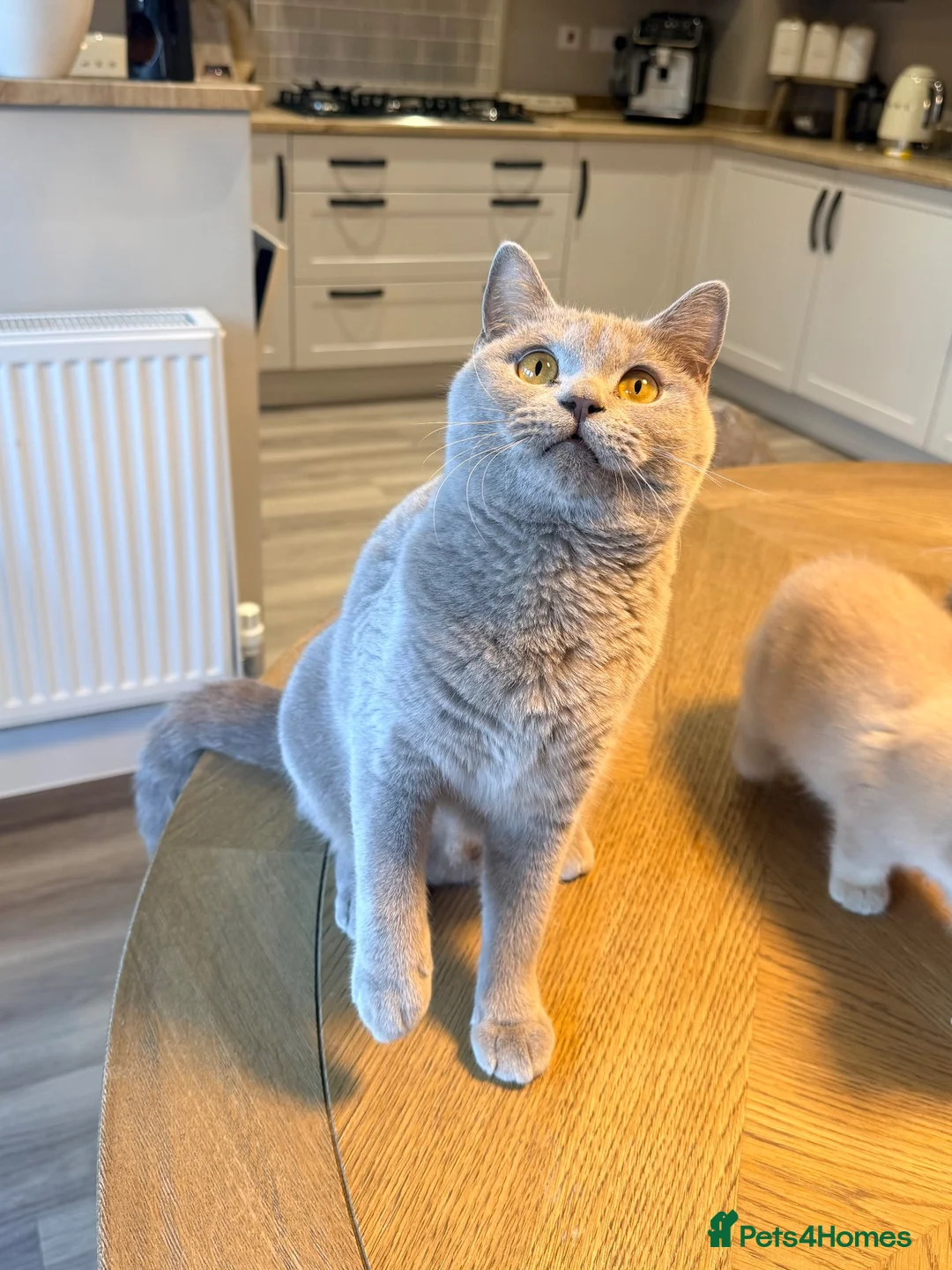 British Shorthair cats for sale: 1 year old active queen  - Advert 2