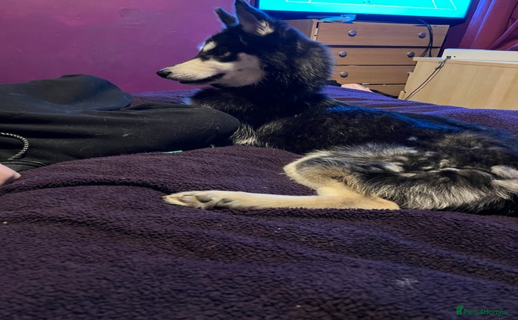 Siberian Husky dogs - Advert 3