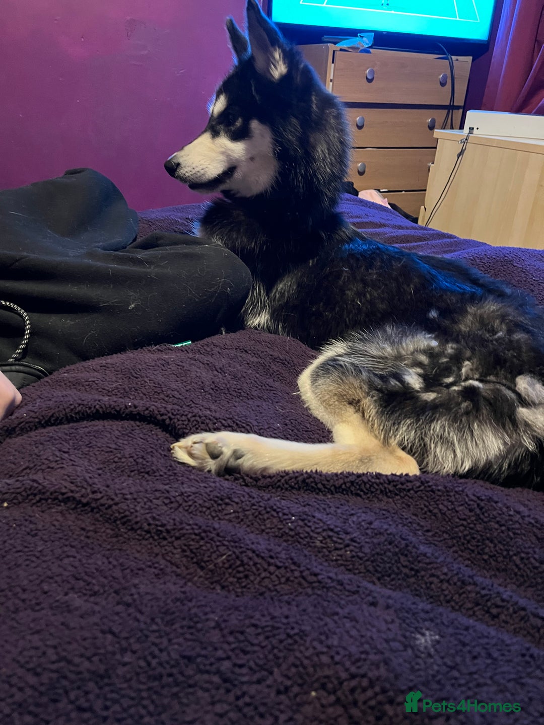 Siberian Husky dogs for sale: Siberian husky - Image 1