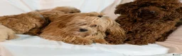Maltipoo dogs for sale: Lovely Maltipoo Puppies Ready To Leave - Advert 15