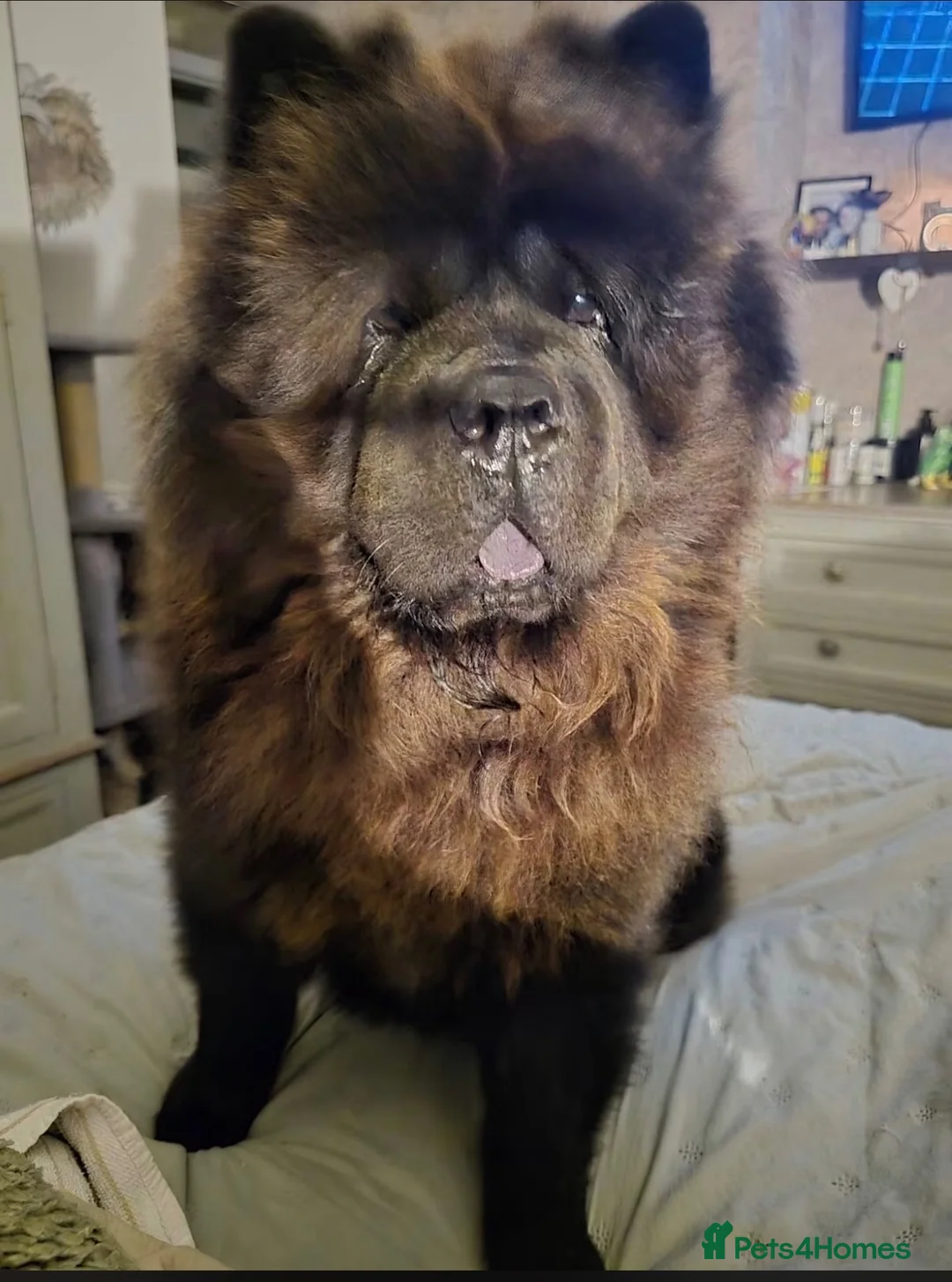 Chow Chow dogs for sale: Blue tung chow chow red girl  in Sutton-in-Ashfield - Advert 5