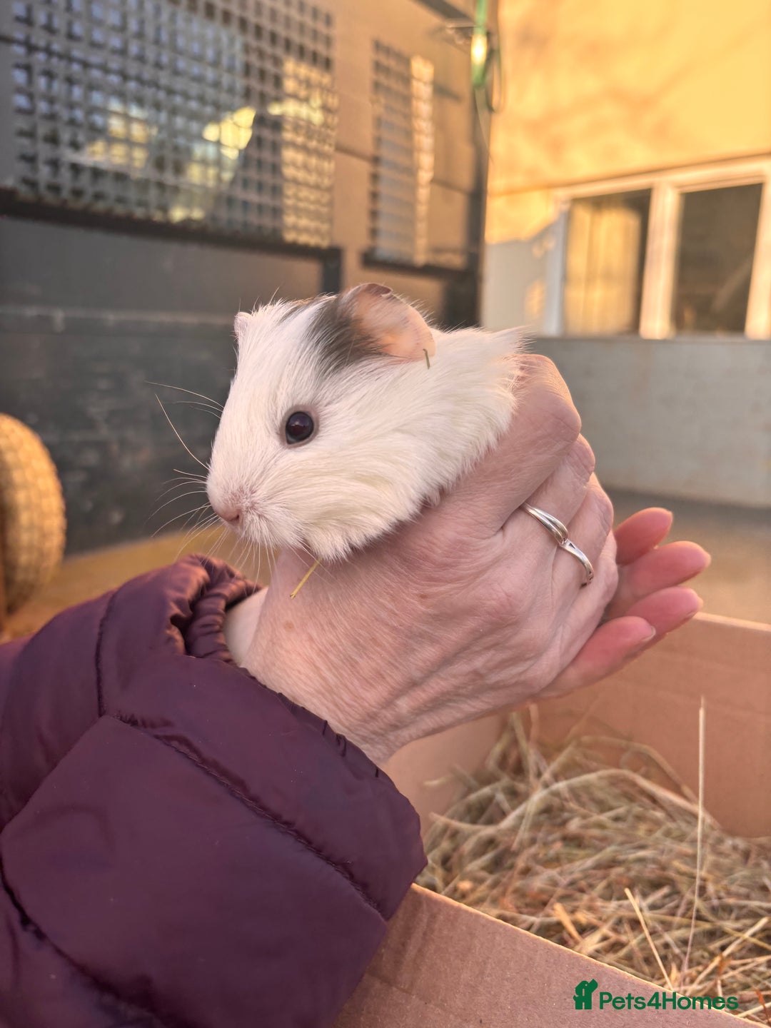 Guinea Pig rodents for sale: Guinea Pigs - Advert 6