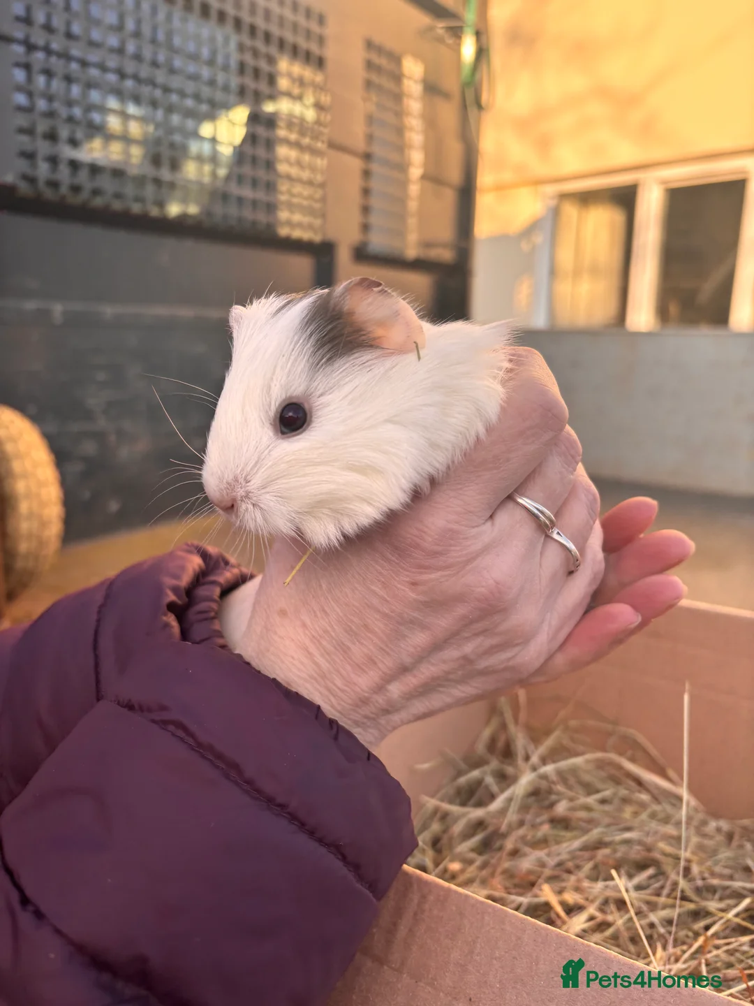 Guinea Pig rodents for sale: Guinea Pigs - Advert 6